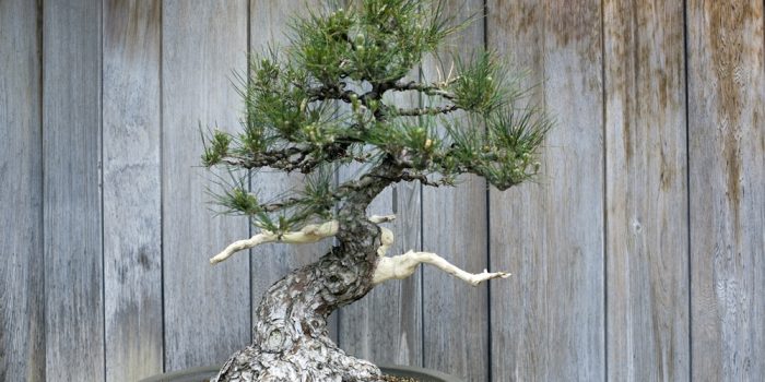 Bonsai Yetiştirme Konusunda Birkaç İpucu