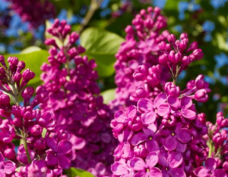 Bahar Çiçekleri ; Ruhunuzu Isıtan Bir Güzellik