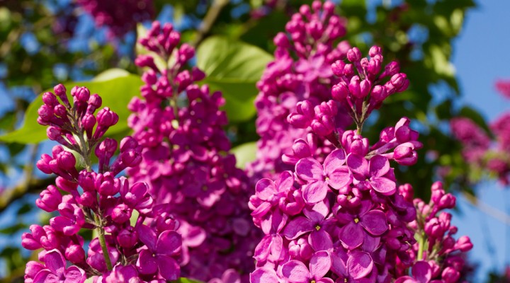 Bahar Çiçekleri ; Ruhunuzu Isıtan Bir Güzellik